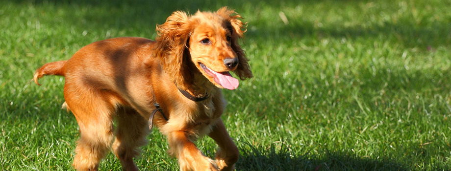 Dog daycare in Chicago, IL