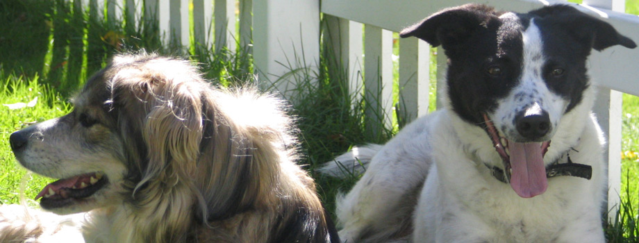 Dog grooming in Chicago, IL
