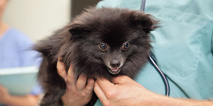 Dog Grooming in Chicago, IL