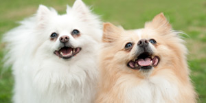 Dog training in Chicago, IL